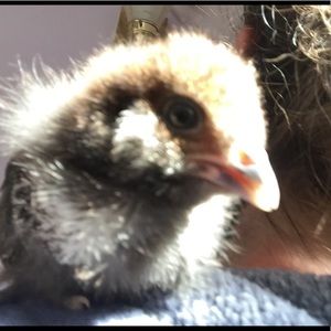 Meet your Posher, Ann